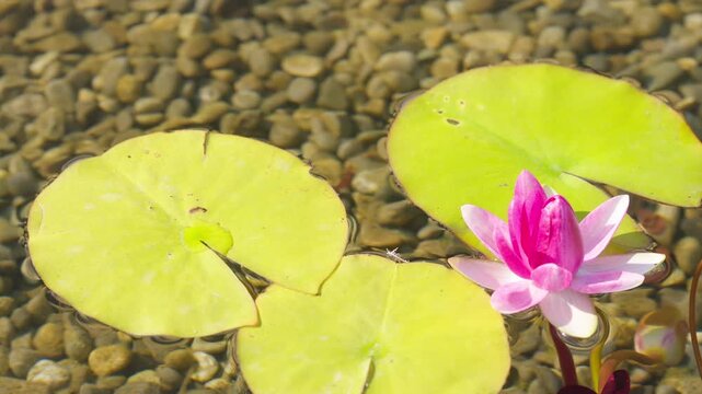 水辺の花」の写真素材 | 28,352件の無料イラスト画像 | Adobe Stock