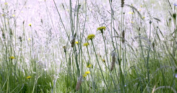 Spring colors and flowers, Auvergne, France.