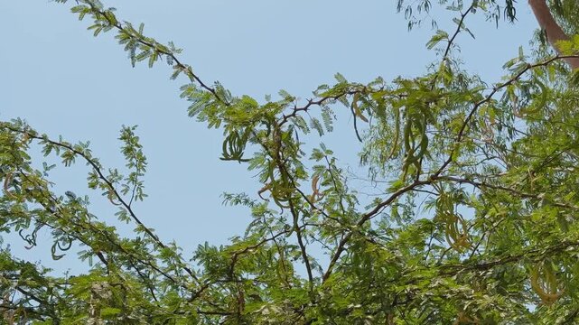 Low angle view of babul tree branches with hanging seed pods and green foliage against a clear blue sky in a natural outdoor environment during daylight.