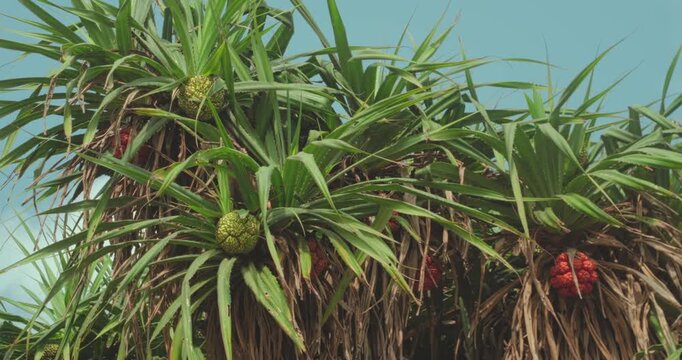 Pandanus tectorius. Also known as hala tree. Screw pine. Or tropical fruit. Displaying its spiky green and vibrant orange fruits against a clear sky