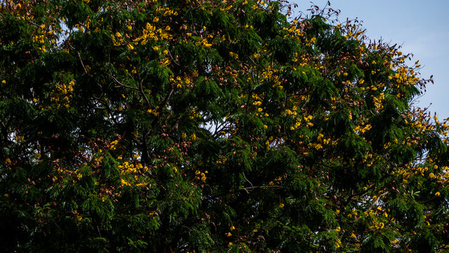 Peltophorum pterocarpum or Yellow Flame tree or Copperpod a native to tropical areas of India
