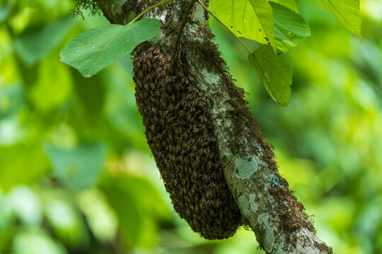  A cluster of honey bees temporarily resting on a tree branch. This is not a permanent hive, but a swarm pausing during colony relocation, escaping an existing hive, or splitting off with a new queen.