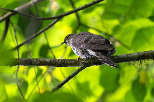 Large Hawk-cuckoo (Hierococcyx sparverioides) perched on a branch. Brownish-grey upperparts, barred white underparts, yellow eye-ring, and distinctly hooked hawk-like beak.