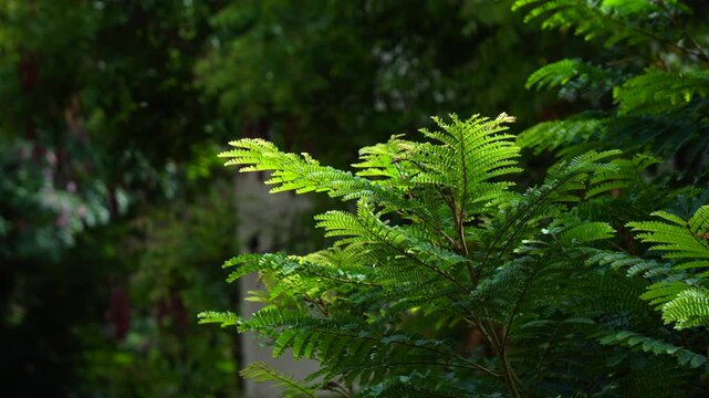 Green tree leaves dancing th the breeze 1