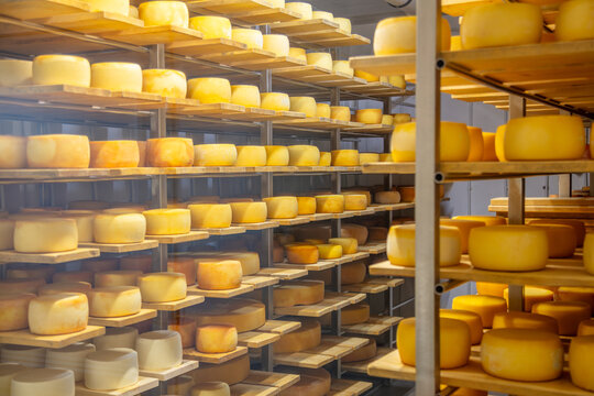 Cheese Heads in Stock
