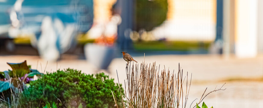 Erithacus rubecula, european robin, on a sunny day in spring