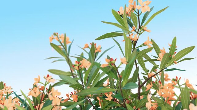 Yellow orange oleander flowers with green leaves in a cinematic 3D animation against a clear blue sky, ideal for nature spring or lifestyle background content