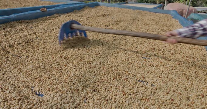Worker Raking Coffee Beans On Drying Racks During Harvest At A Sunny Plantation In Doi Chang Chiang Rai Thailand