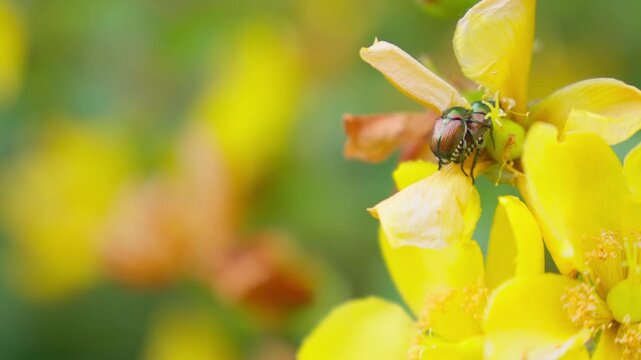 繁殖行動後にキンシバイの花を食べるマメコガネのメスと背に乗ったオス