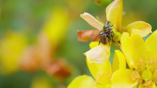 繁殖行動後にキンシバイの花を食べるマメコガネのメスと背に乗ったオス