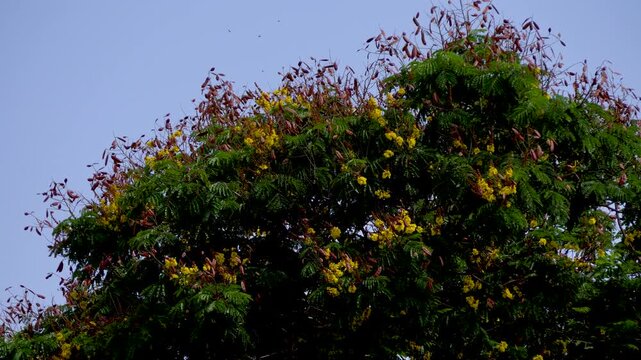 Peltophorum pterocarpum or Yellow Flame tree or Copperpod a native to tropical areas of India bloomin