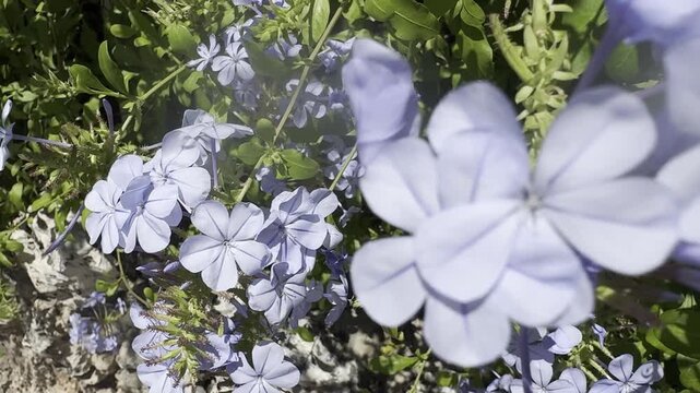 Blue plumbago flowers blooming on a shrub in the Mediterranean region. The delicate clusters of blossoms create a vibrant natural scene characteristic of Mediterranean flora and ornamental garden land