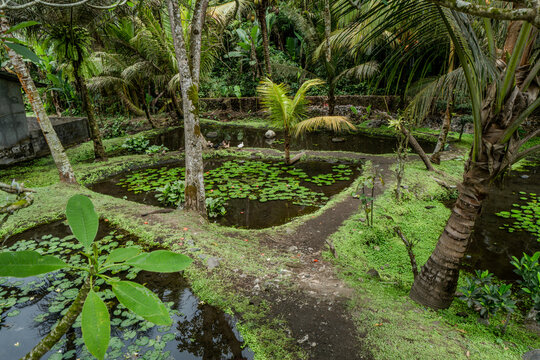Fish ponds in the jungle