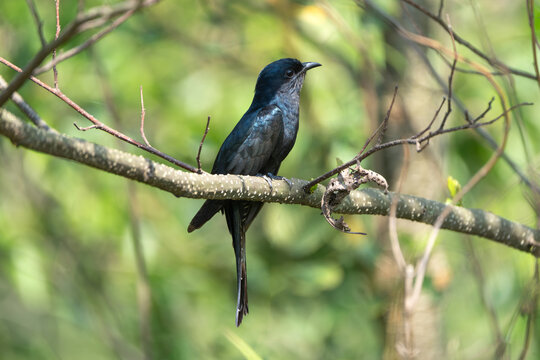Square-tailed Drongo-cuckoo (Surniculus lugubris) perched on a branch. Glossy black plumage, square tail, red eye, and curved beak.