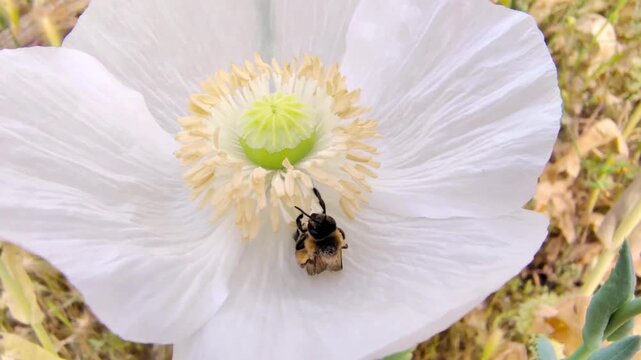 Abeja y flor