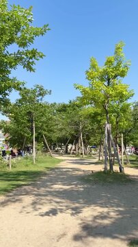 Sunlit park trail with tree shadows and clear blue sky on a windy day