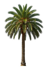 Fototapeta premium Palm Tree Isolated on Transparent Background