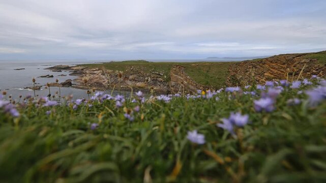  Time lapse of spring squill on Swona in Orkney over looking the shoreline