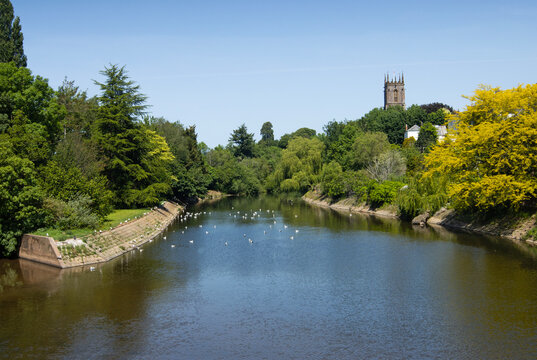 The River Exe with gulls in the Devon town of Tiverton with St Paul's Anglican church 