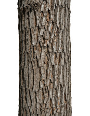 Fototapeta premium Tree Bark Texture Close-up Isolated Transparent Background