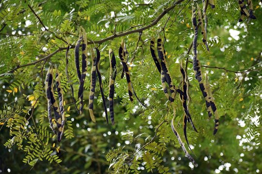 Tree branches with seed pods of honey locust or Gleditsia triacanthos, also known as the thorny locust.