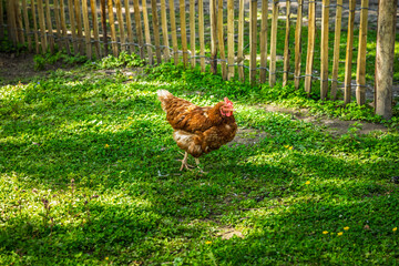 Domestic hen in a garden with green grass © Brebca