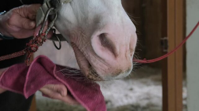 Close-up of human hands gently wiping a white horse's nose with a pink cloth horizontal view