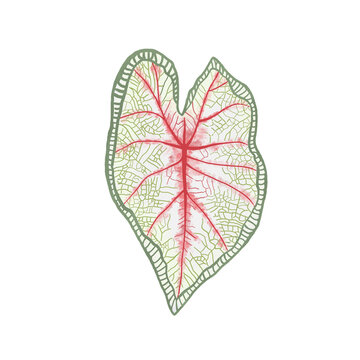 Caladium White Queen Leaf Hand Drawn Illustration