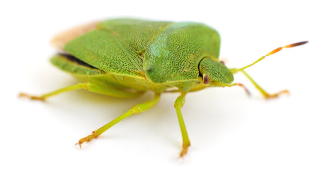 Green Shield Bug Isolated on White Background