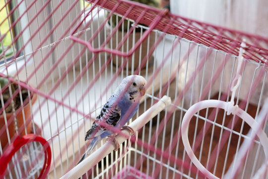 A small parakeet rests on a perch inside its pink cage, near a window.