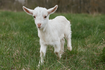 Obraz premium Goat kid explores a sunlit meadow, curious and playful, amid green grass and open pasture, capturing a simple rural lifestyle moment with natural colors and fresh air