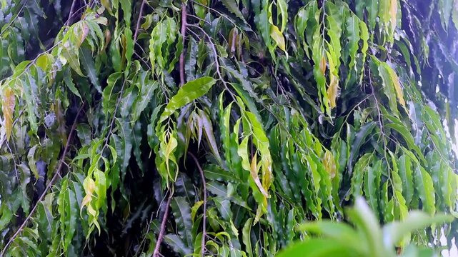 Close-up of Monoon longifolium or False Ashoka tree leaves hanging vertically in front of a building with traditional star pattern fence.
