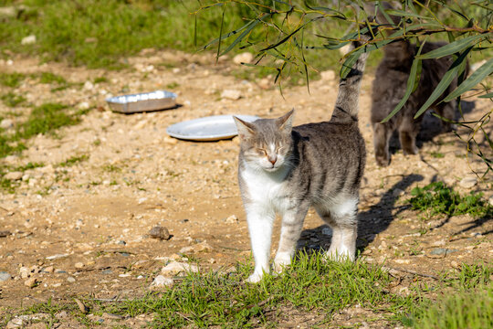 Stray tabby cat with white paws standing on ground under sun with closed eyes  Homeless alley domestic animal outdoors . Ayia Napa, Cyprus.