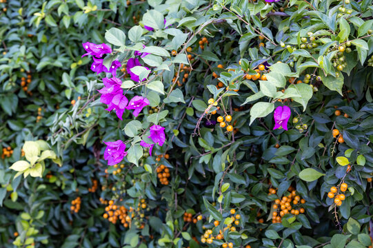 Purple bougainvillea flowers and duranta erecta shrubs with orange berries blooming together in dense green hedge in December. Ornamental botanical garden, Cyprus.