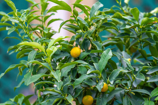 Ripe orange kumquat fruits growing on green branches of citrus tree in January. Ornamental fruit shrub in botanical garden. Ayia Napa, Cyprus.