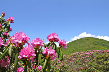 Obraz premium Vibrant pink rhododendron blossoms blanket a mountain slope in the Blue Ridge Mountains, creating a colorful spring landscape beneath a clear blue sky.