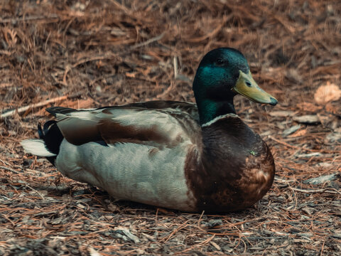 A male drake mallard duck resting on a natural forest floor covered with brown pine needles and rustic wood mulch in a side profile view