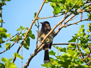 Fototapeta premium Red vented Bulbul on Blackberries tree