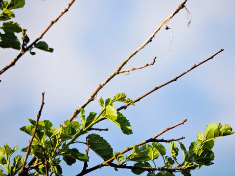 green leves Blackberries tree on summer season