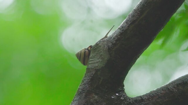 雨とカタツムリ