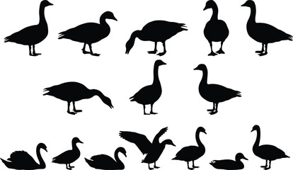 Waterfowl silhouette vector set with wild geese ducks and swans swimming or standing isolated on white background © Shariful