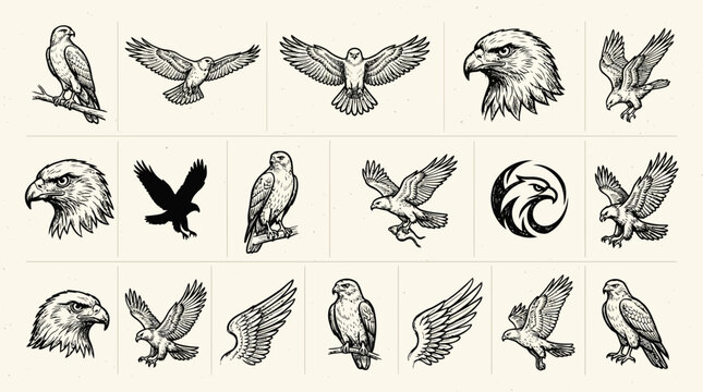 Set of eagle and hawk sketches for emblems and logos.