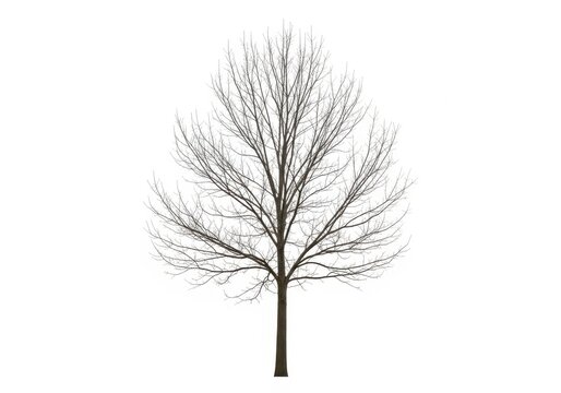 Leafless tree silhouette with bare branches standing upright isolated on white background
