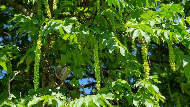 Branches with flowering catkins of Caucasian Walnut or Pterocarya Fraxinifolia tree.
