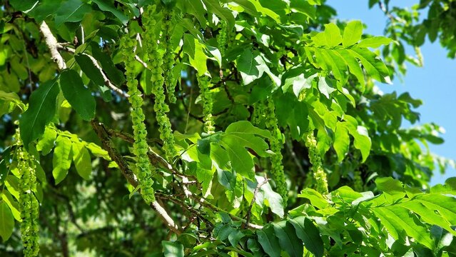 Branches with flowering catkins of Caucasian Walnut or Pterocarya Fraxinifolia tree.