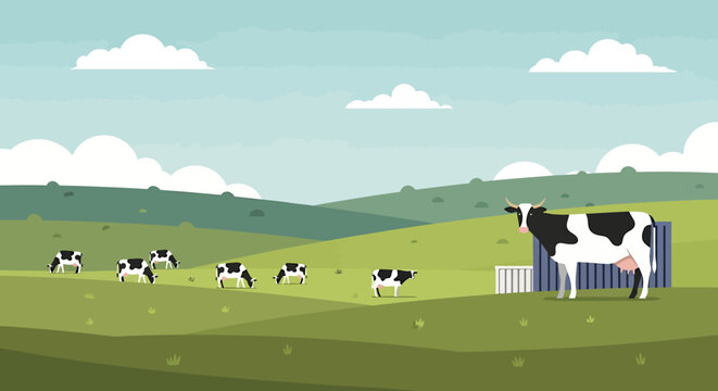 Black and white cows grazing in a green pasture on a sunny day.