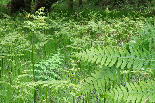 Ferns bluebells and grass on the forest floor