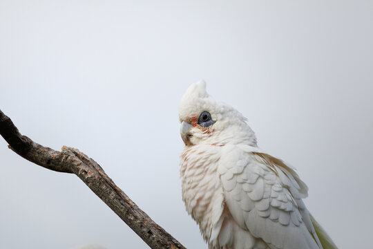 Close up of an Australian little corella cockatoo with clean background