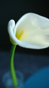 Elegant white calla lily flower with vibrant yellow pistil and green stem gracefully moving in close up shot against blurred dark blue background, evoking purity and beauty. Vertical video
