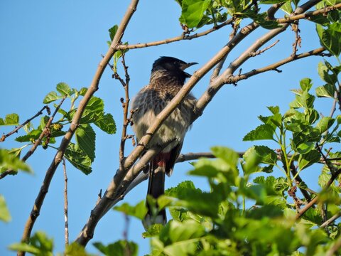 Red vented Bulbul green leves and blue sky